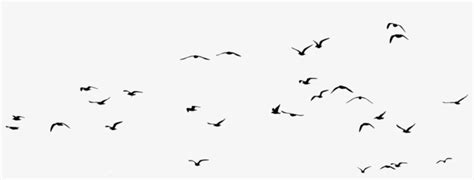 A Flock Of Seagulls Bird Computer Icons Web Browser Flock Of Seagulls