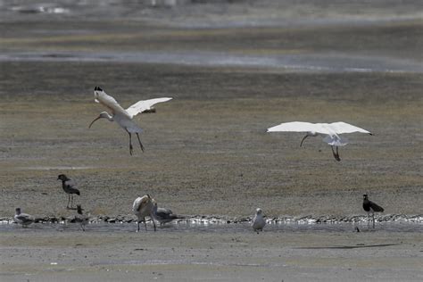 Proteger Los Flujos Migratorios De Las Aves Centra Una Inédita