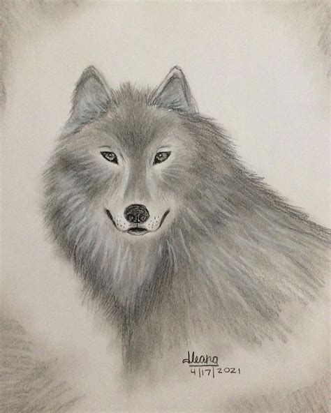 18 Drawings To Help You Learn How To Draw A Wolf Beautiful Dawn Designs