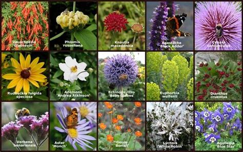 7 Best Images About Bee Friendly Gardening On Pinterest