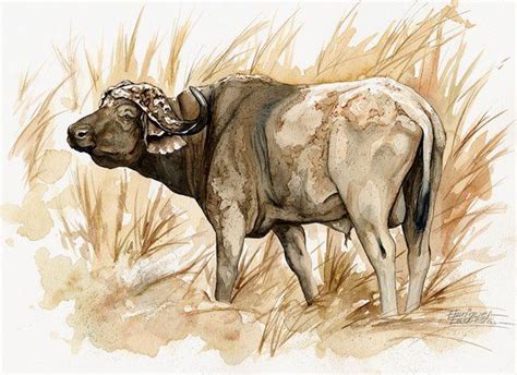 Cape Buffalo Watercolor Wildlife Art Pinterest Buffalo