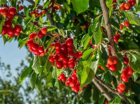 The Stella Cherry Tree A Guide To Planting Care And Harvesting