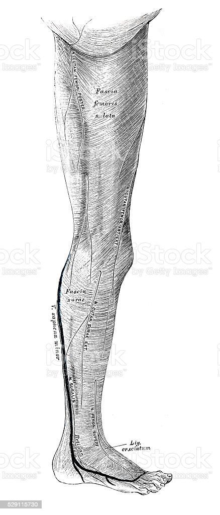 Human Anatomy Scientific Illustrations Leg Muscle Stock Illustration