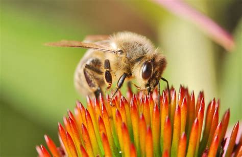 Gallery Australias 10 Most Dangerous Stingers Australian Geographic