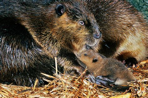 North American Beaver Mother And Baby Image Tom And Pat Leeson