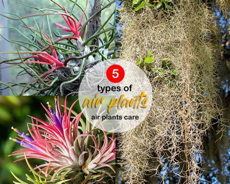 5 Types Of Air Plants For Your Home Air Plants Care Naturebring