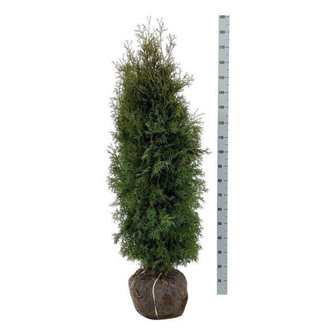Dutch Crafted Excellence Thuja Occidentalis Pyramidalis Compacta In