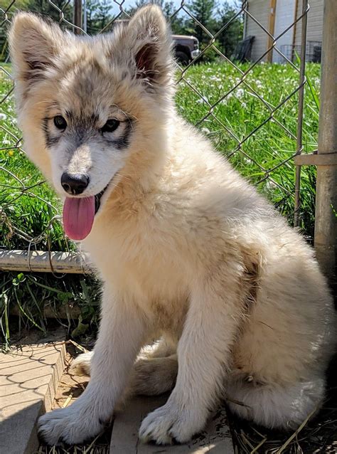 Princess Wolfdog Hybrid Cute Dogs Dog Aww Puppy Adorable