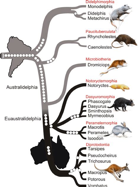 Phylogenetic Tree Of Marsupials Derived From Retroposon Data The Tree