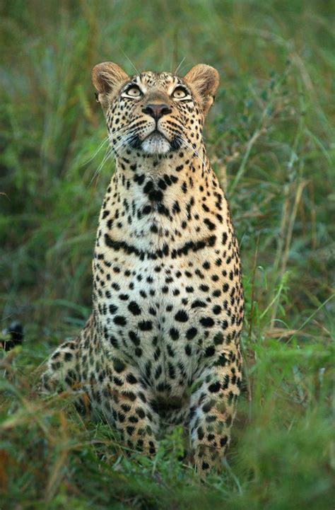Leopard Emotions Colour By Rudi Hulshof Via 500px Beautiful Cats