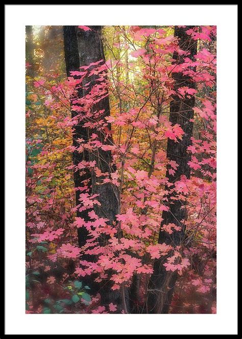 Pink Maple Forest Framed Print By Saija Lehtonen Framed Prints Fine