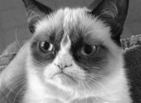Internet Meme Legend Grumpy Cat Dies At Age 7 Eteknix