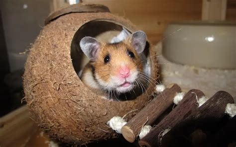 Are Hamsters Nocturnal Hamster Happy Hamsters Are Nocturnal