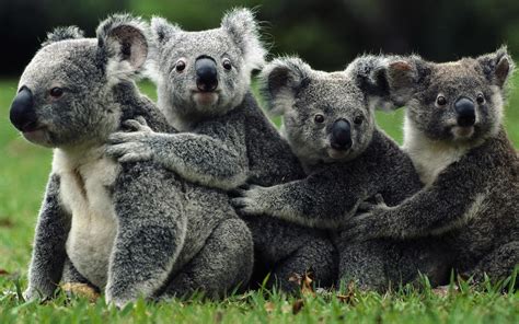Koala Hd Wallpaper Background Image 2560x1600