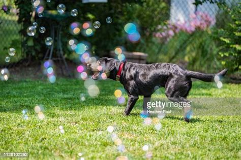 Dog Chasing Bubbles Photos And Premium High Res Pictures Getty Images