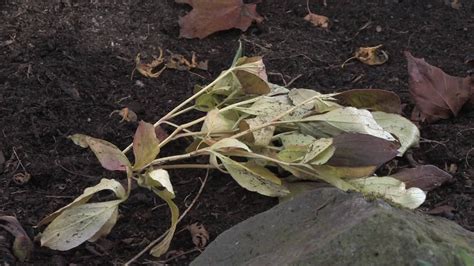 Plant Care And Gardening How To Prune Peonies Plants Growing Peonies