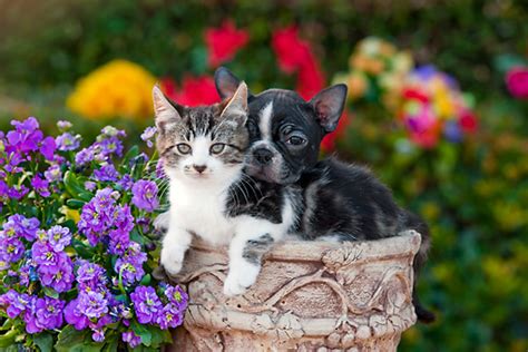 Tabby Kitten And Boston Terrier Puppy Sitting In Flower Pot By Flowers