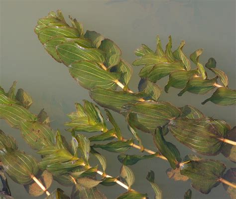 Fichierpotamogeton Perfoliatus — Plongeplo