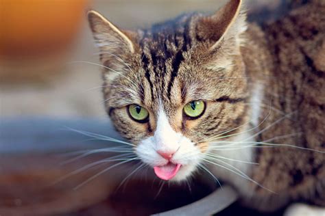 Why Do Cats Stick Their Tongues Out 15 Reasons I Discerning Cat