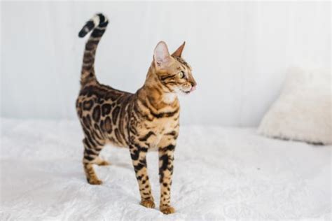 Here are 10 signs your cat loves you. What does it mean if a cat has its tail up? | FavCats.com
