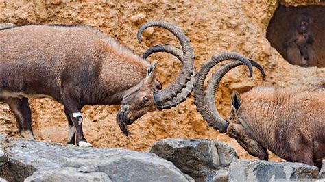 Beautiful Mountain Alps Wild Goats Fighting Alpine Ibex Youtube