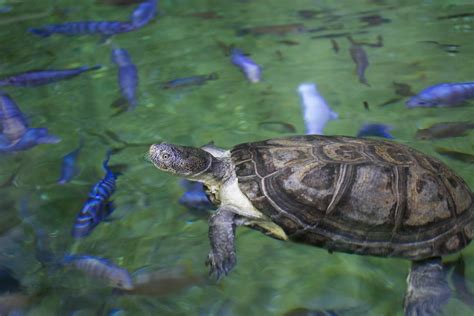 10 Devastating Facts About Ocean Pollution Tynemouth Aquarium