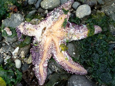 Sea Star Wasting Diseasepcalisonleighlillythrough Flickr Morro Bay