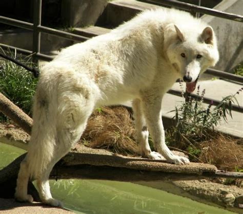 Wolf Picture Of San Diego Zoo San Diego Tripadvisor
