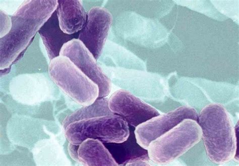 Most Dangerous Bacteria Wonders
