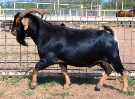 15 Best Goat Breeds For Meat In World For Your Farms Profit Sand