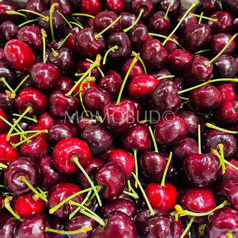 Australian Wandin Valley Farms Samba Red Cherry — Momobud