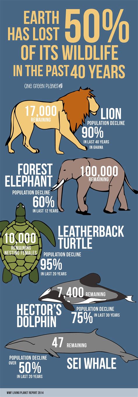 Infographic Endangered Animals From Around The World Vrogue