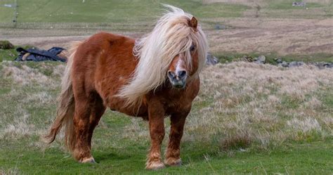 Shetland Pony Breed Info And Facts