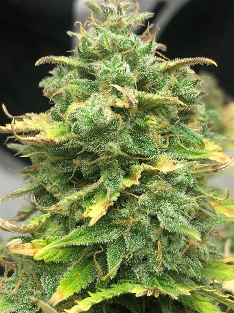 Mimosa Cake Auto Strain Info Mimosa Cake Auto Weed By Pure Instinto