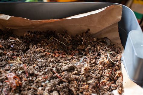 Composting Works How To Get Started At Home