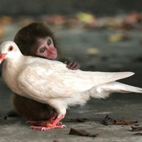 29 Unusual Animal Friendships That Will Make You Cry Inside