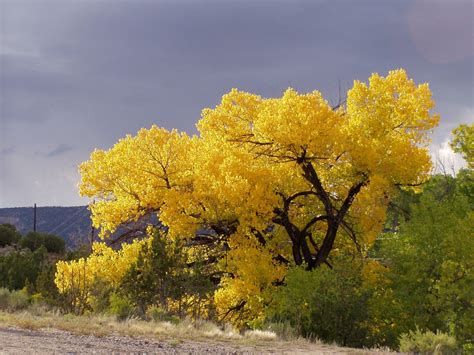 The Cottonwoods Of Northern New Mexico Are The Most Beautiful Trees On