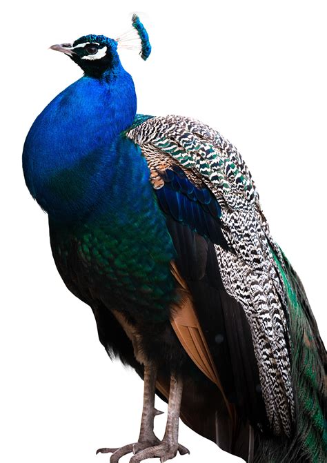 Peafowl Bird - Peacock PNG png download - 1200*1701 - Free Transparent Peafowl png Download ...