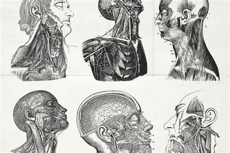 Vintage Anatomy Illustrations Tom Chalky