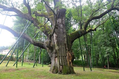 Legendarne drzewo jest chętnie odwiedzane przez rzesze turystów ze względu na ponadprzeciętne rozmiary i sędziwy wiek. Zdjęcia: Zagnańsk, świętokrzyskie, Dąb Bartek, POLSKA