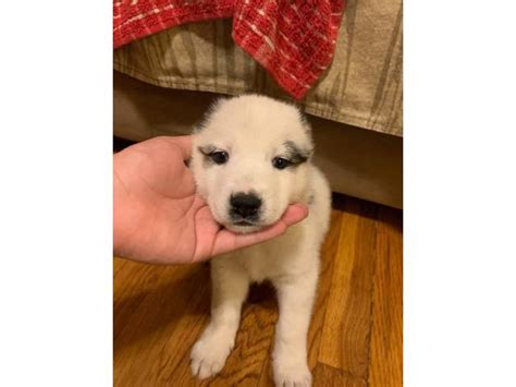 Learn more view details *payments as low as. 6 Shepsky puppies for adoption in San Antonio, Texas ...