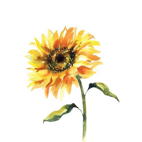 Sunflower Watercolor Painting Tutorial Sunflower