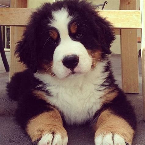 I Want A Puppy Bernese Mountain Puppy Bernese Mountain Dog Puppy