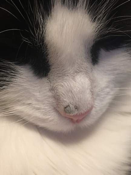 Cat Has Black Crusty Nose Vatelinfua
