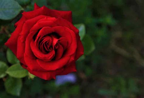 6 Fakta Unik Bunga Mawar Yang Jarang Diketahui Solahart Handal
