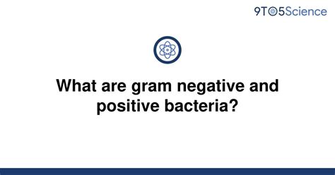 Solved What Are Gram Negative And Positive Bacteria 9to5science