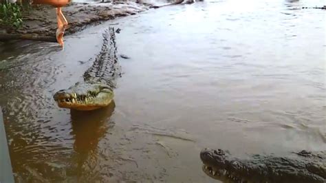 Real Crocodile Attacks On Human Caught On Video Alligator Attack