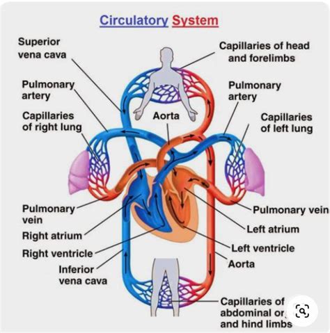 Circulation Circulatory System Human Circulatory System Circulation