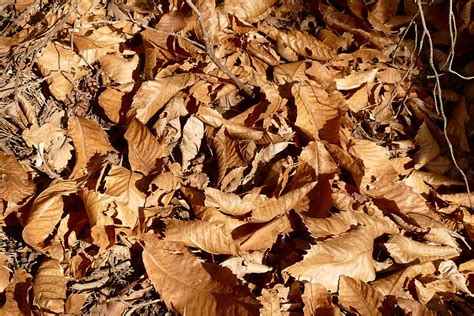 Leaves Autumn Dry Nature · Free Photo On Pixabay