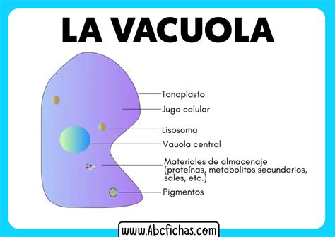 Función Y Estructura De La Vacuola